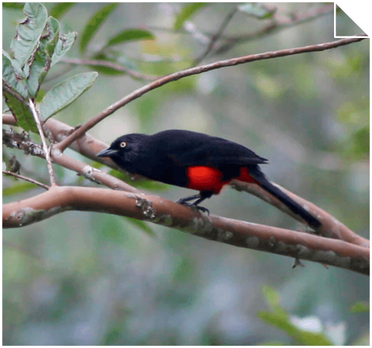 BIODIVERSIDAD EN EL BOSQUE TROPICAL