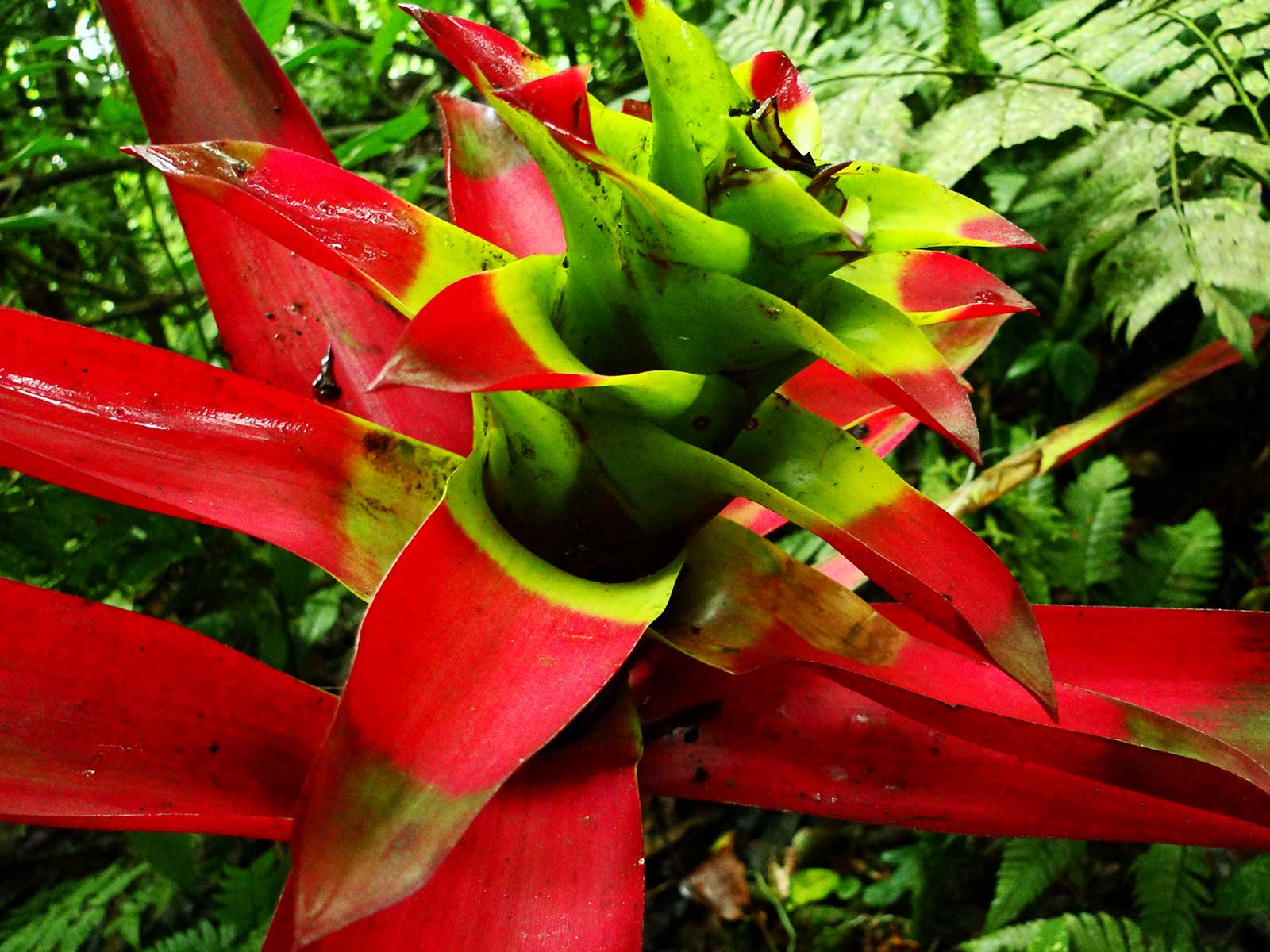 Bromelia (Guzmania gloriosa). Foto por: Arleth Gonzalez Pérez.