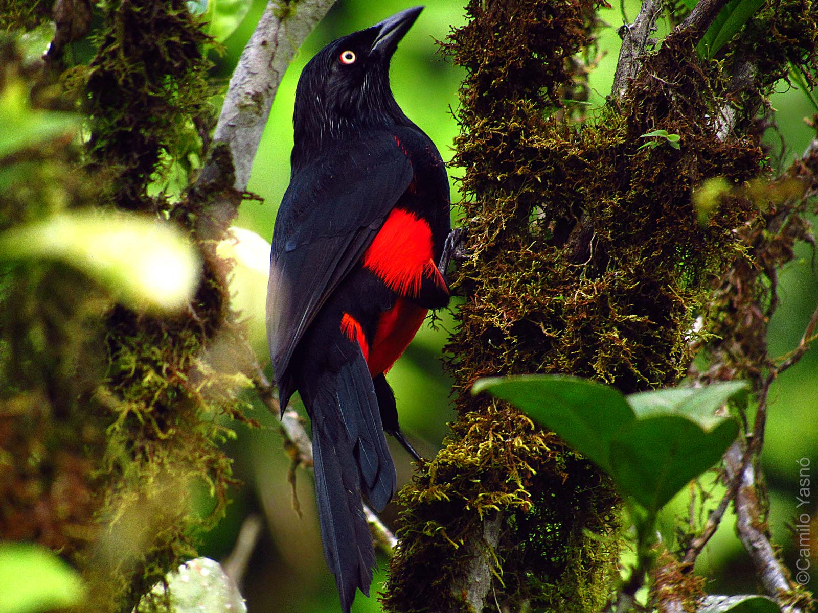 Cacique Candela (hypopyrrhus pyrohypogaster)