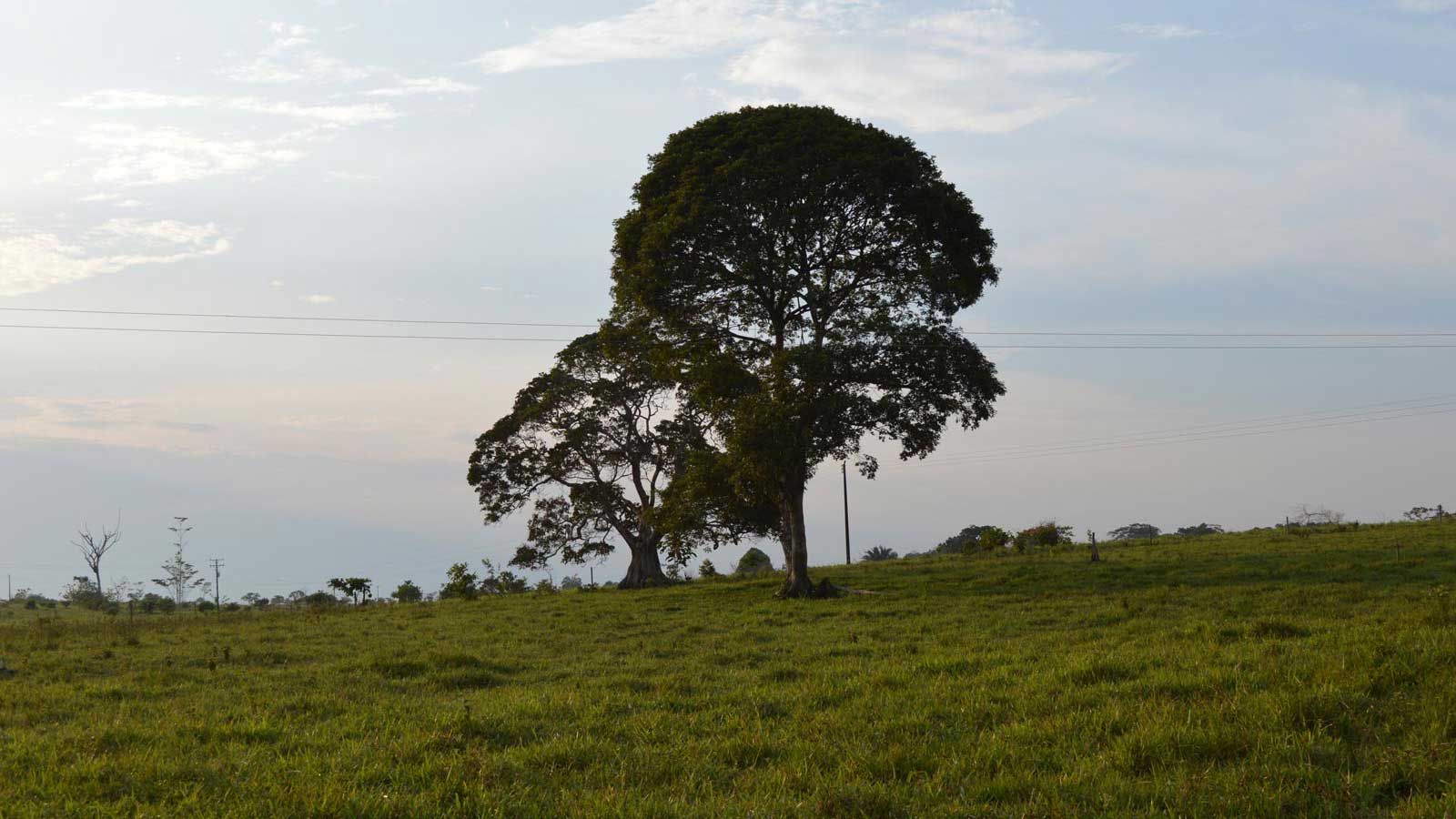 Paisaje ganadero. Puerto Torres, Caquetá.