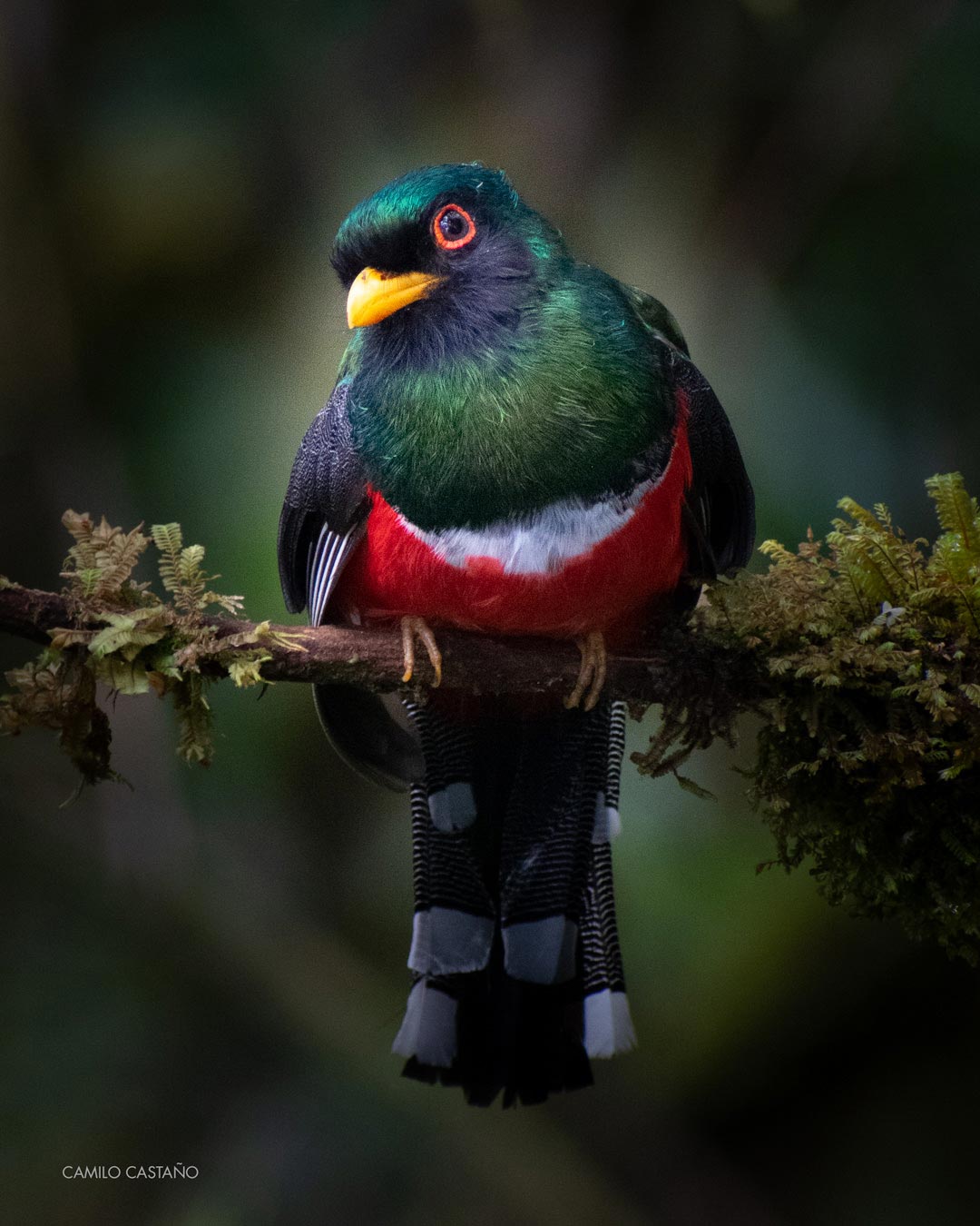 Trogon Enmascarado(Trogon Personatus)