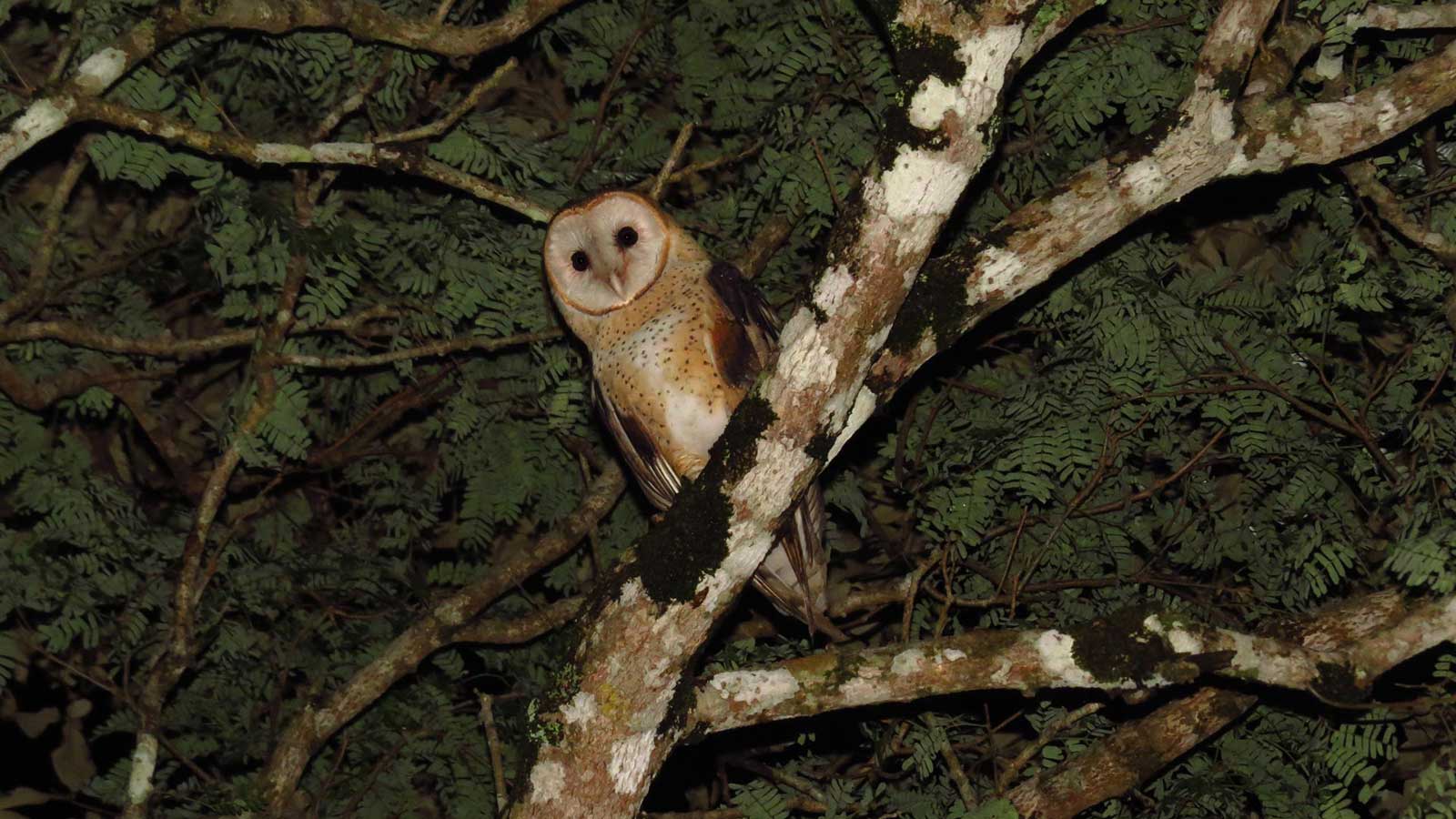 Lechuza de campanario, (<i>Tyto alba</i>). Foto por: Caquetá Exótica Collective.