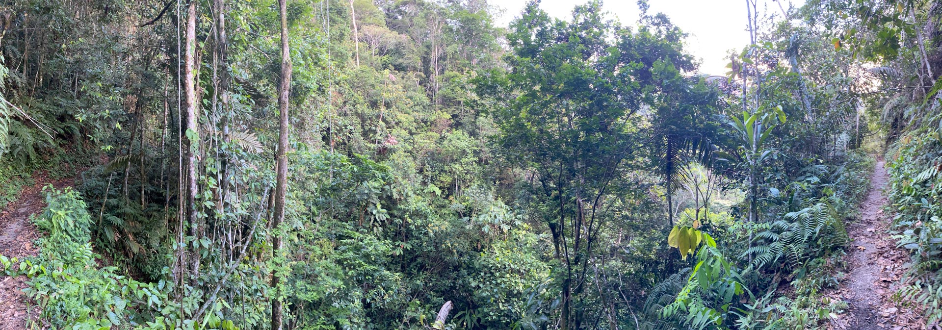 Bosque tropical. Belén de los Andaquíes, Caquetá.