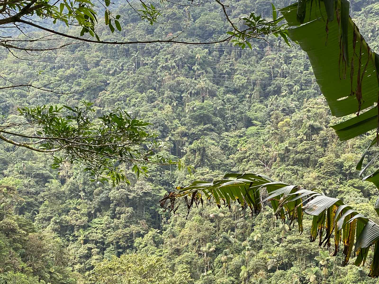 Bosque tropical. El Caraño, Caquetá.