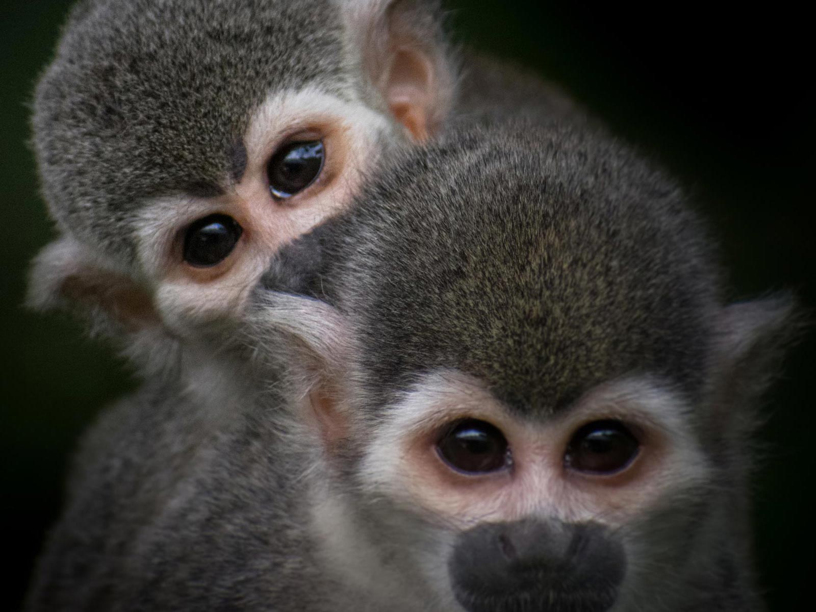 mama e hijo monos Ardilla