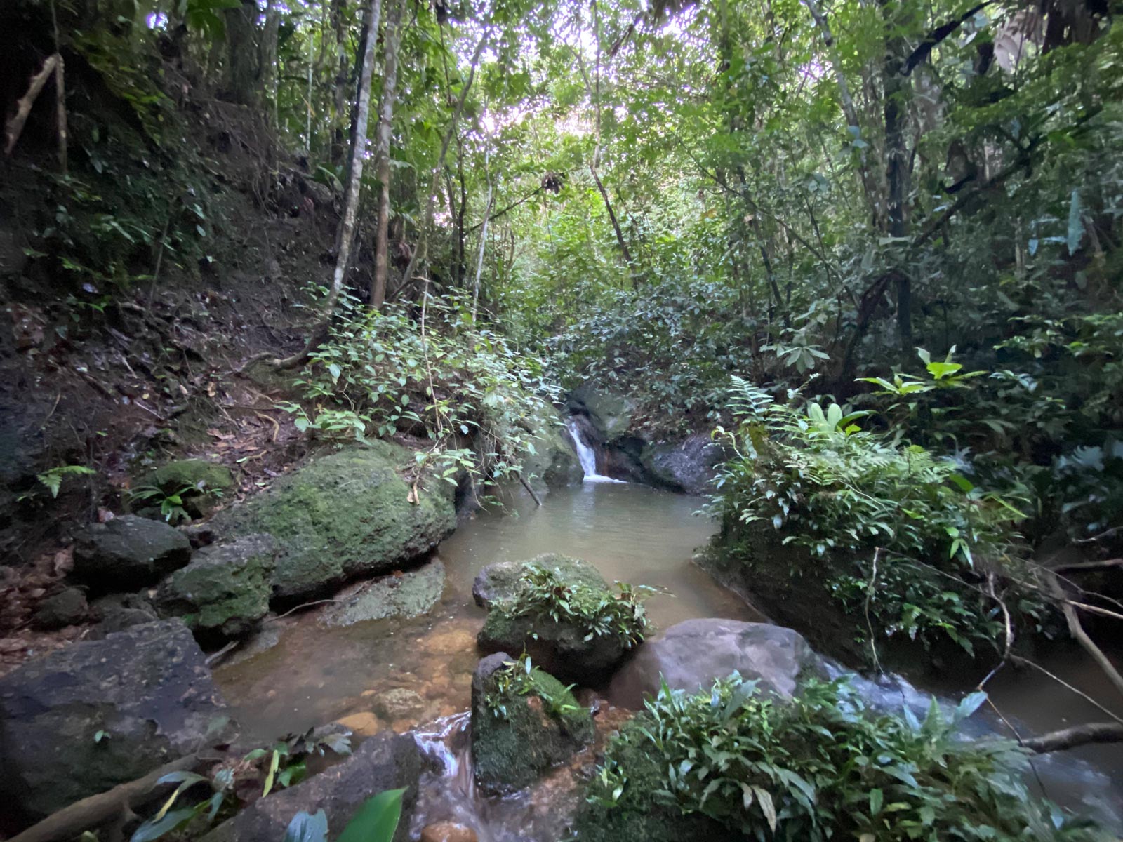 Quebrada en el bosque tropical, El Caraño, Caquetá.