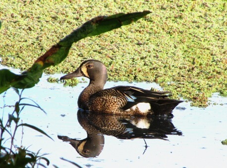 <i>Anas discors</i> – Canadian Duck (La Conejera Wetland Foundation).