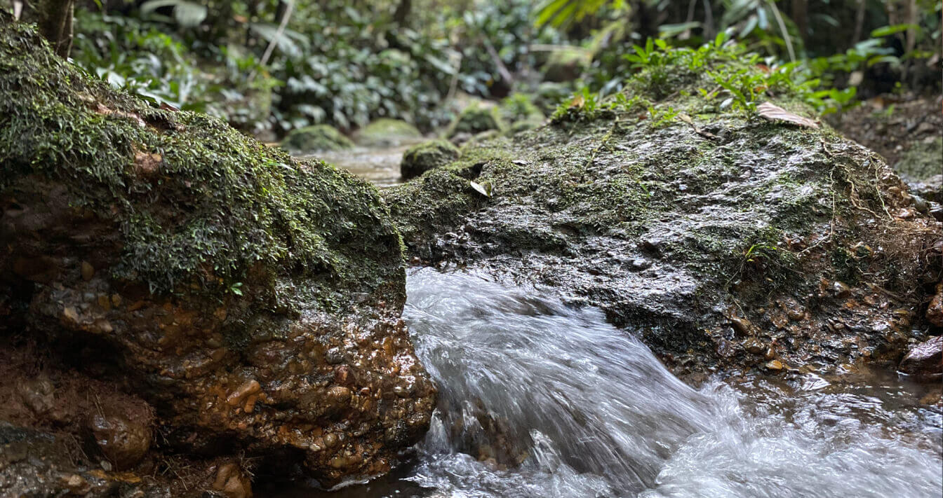 MEDITACIONES CON LA <yellow>NATURALEZA</yellow>